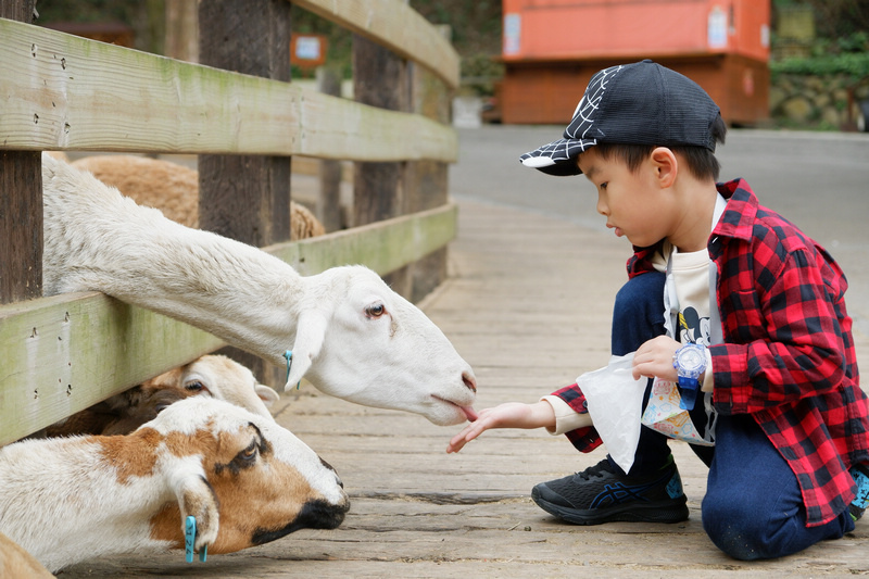 【苗栗通霄】飛牛牧場：擠奶餵羊趣！門票優惠、住宿餐廳親子一日