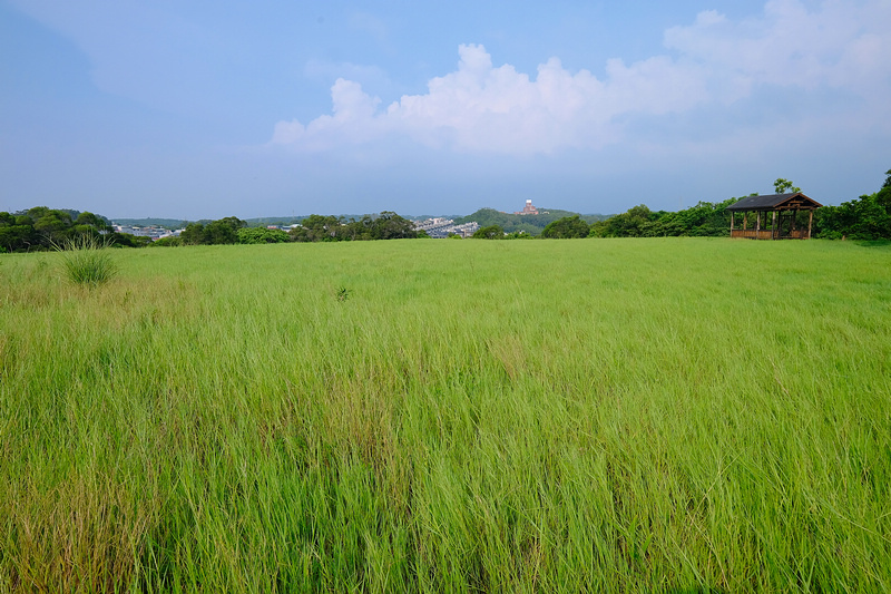 【新竹】青青草原：54公尺長溜滑梯、五大草原、健行步道，免門