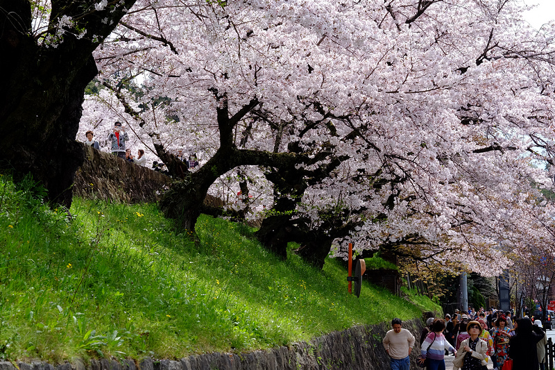 【京都】蹴上傾斜鐵道櫻花：廢棄鐵道搭盛開櫻花，人潮洶湧賞櫻景