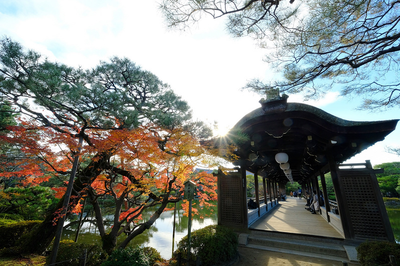 【京都】平安神宮：紀念建都千年而建！神苑櫻花夜櫻點燈＆楓葉必