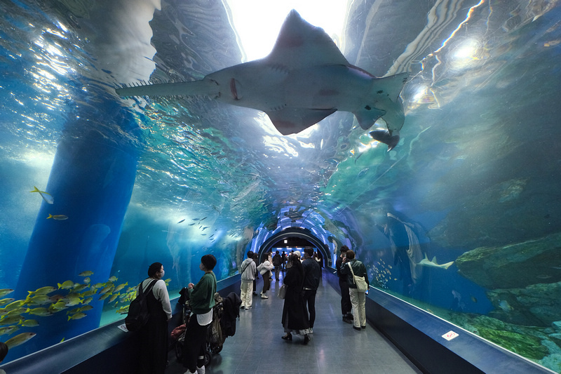 【東京】品川水族館Maxell Aqua Park：海豚秀超