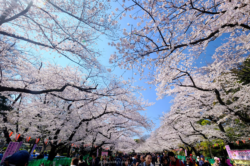 【東京櫻花景點】2024必去東京賞櫻景點＆櫻花季預測總整理(