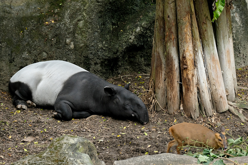 【台北市立動物園】木柵動物園：超萌企鵝熊貓無尾熊！門票停車＆