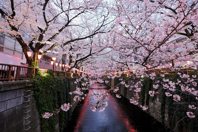 【東京】目黑川櫻花：中目黑櫻花祭800棵齊放！夜櫻點燈時間絕