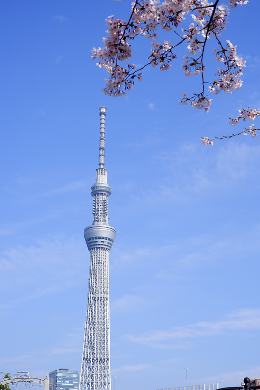 【東京】隅田川＆隅田公園櫻花：遊船夜景超浪漫＆花火大會也是必