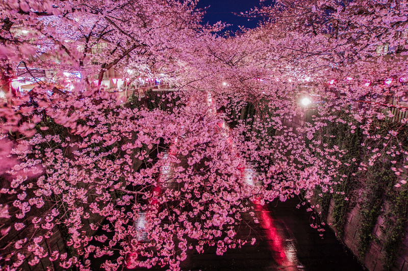 【東京】目黑川櫻花：中目黑櫻花祭800棵齊放！夜櫻點燈時間絕