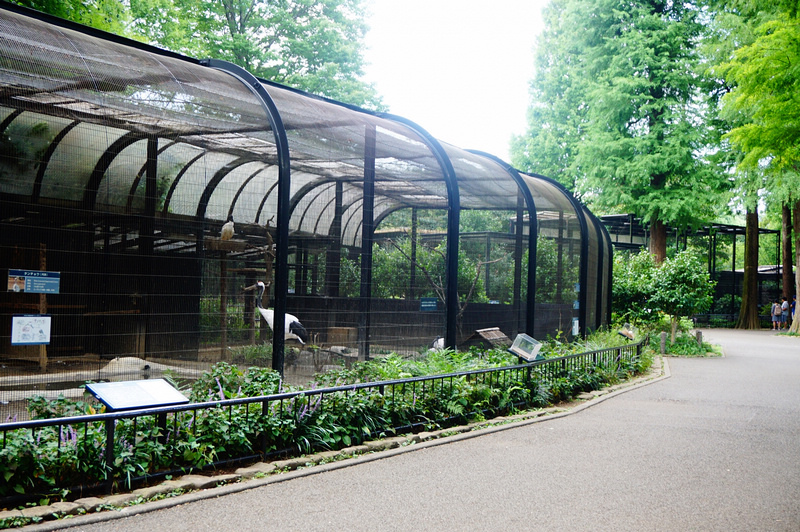 【東京吉祥寺】井之頭恩賜公園：看櫻花、野餐踩天鵝船，楓葉也很