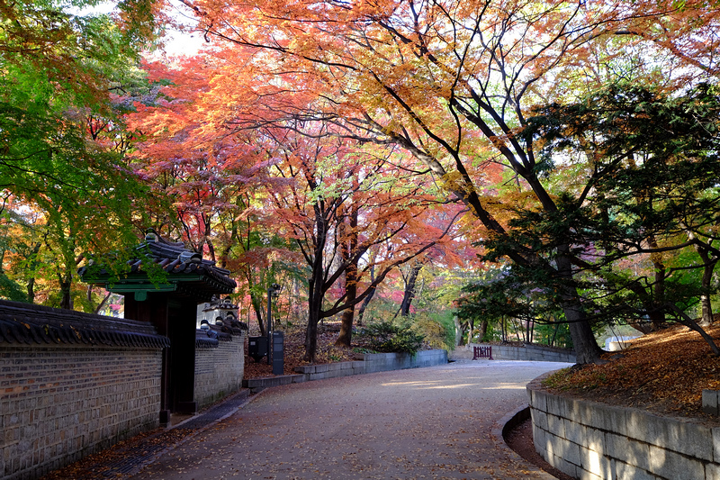 【韓國首爾】昌德宮秘苑預約＆門票韓服，紅葉漫天皇族後花園爆炸