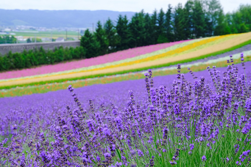 【北海道】富田農場：薰衣草花季美到爆炸！富良野花田最強景點狂