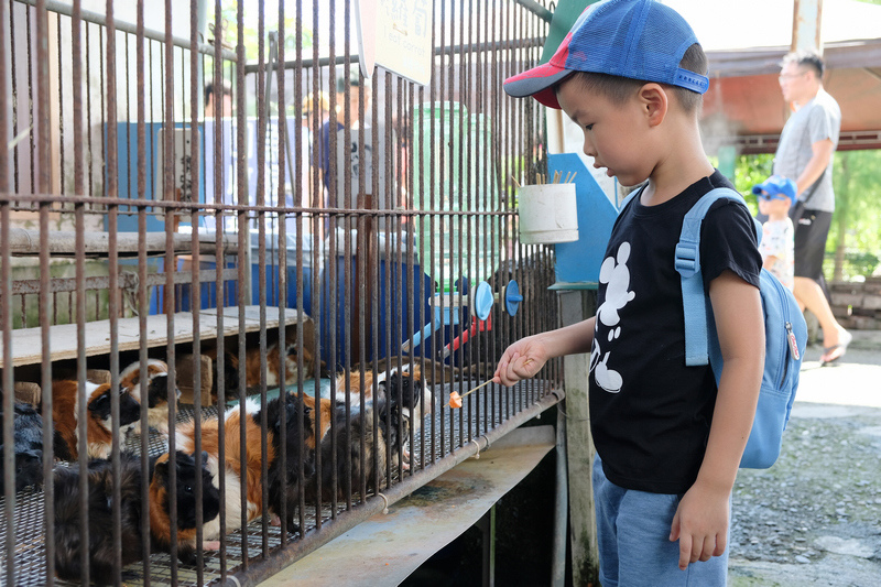 【宜蘭】宜農牧場：門票漲到150元！餵小動物、擠羊奶，親子一