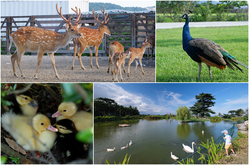 【花蓮】台開心農場 (洄瀾灣開心農場)：餵食動物多元，門票免費好超值