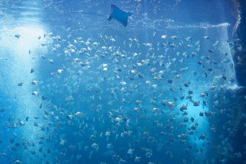 【桃園Xpark水族館】2024最新必看亮點、門票優惠、玩樂