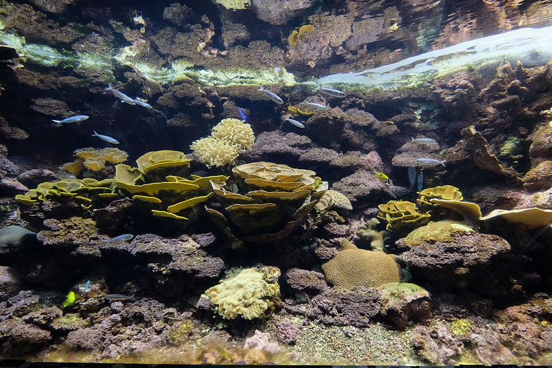 【澎湖】澎湖水族館：餵食秀超精彩！門票優惠＆海星觸摸池親子必