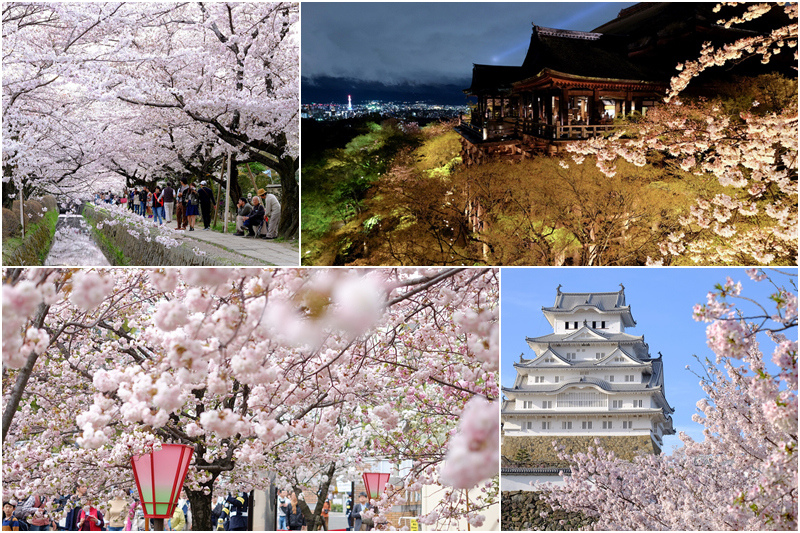 日本關西櫻花景點