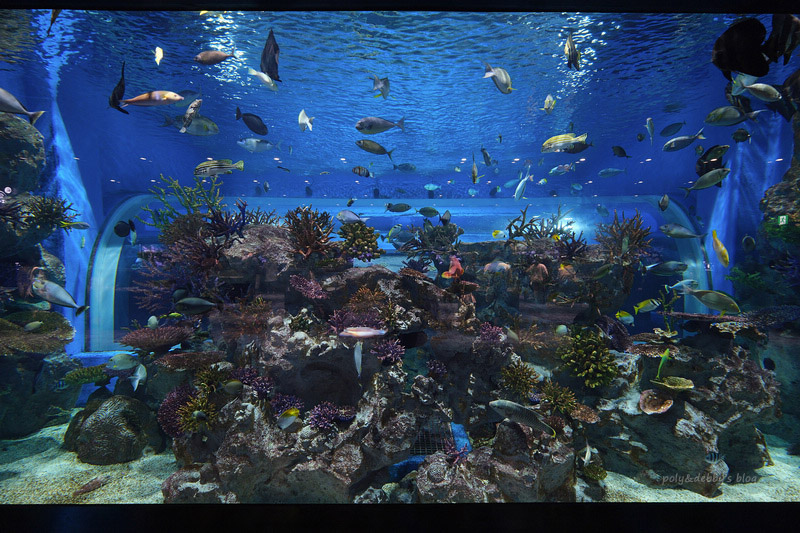 【沖繩】DMM Kariyushi水族館：餵食必看重點＆門票