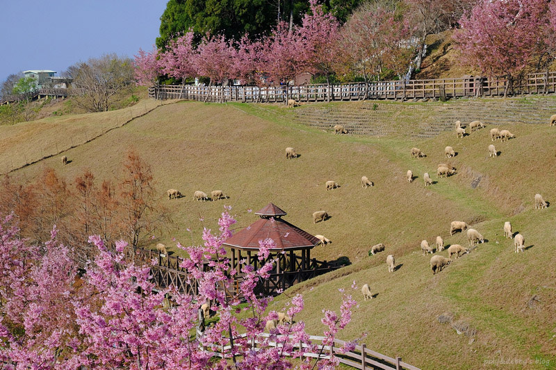 【清境農場一日遊】清境景點地圖：青青草原、綿羊秀、天空步道＆