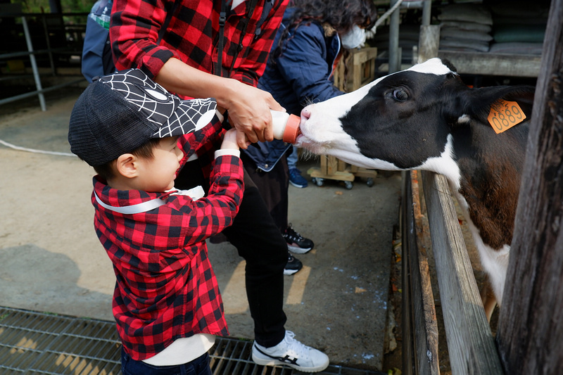 【苗栗通霄】飛牛牧場：擠奶餵羊趣！門票優惠、住宿餐廳親子一日