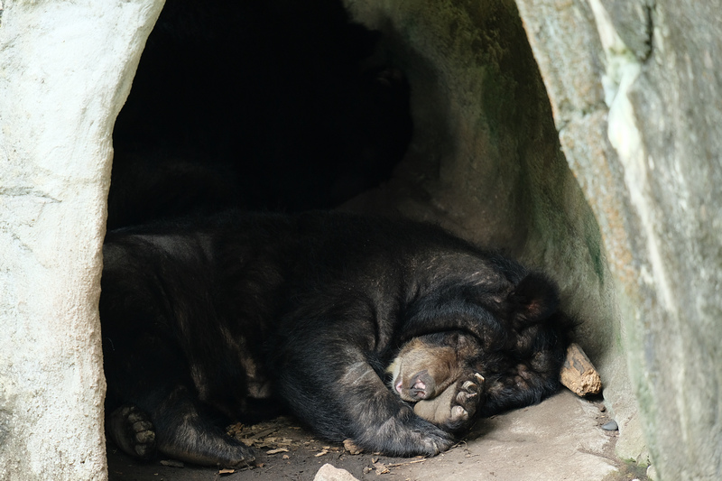 【台北市立動物園】木柵動物園：超萌企鵝熊貓無尾熊！門票停車＆