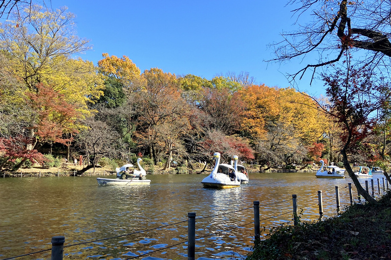 【東京吉祥寺】井之頭恩賜公園：看櫻花、野餐踩天鵝船，楓葉也很