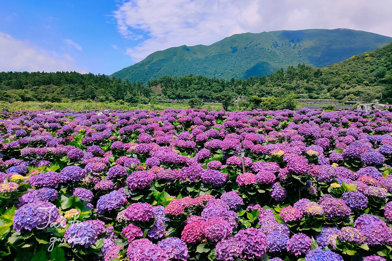 財福海芋田.jpg