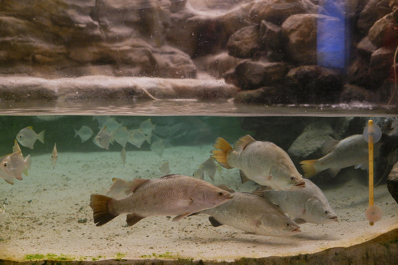 【澎湖】澎湖水族館：餵食秀超精彩！門票優惠＆海星觸摸池親子必