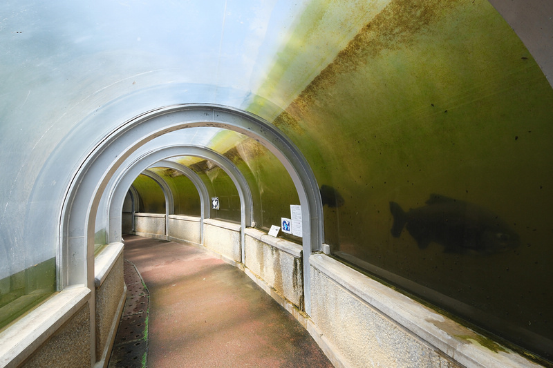 【沖繩】名護自然動植物公園：零距離接觸動物！鐵道火車和飛禽表