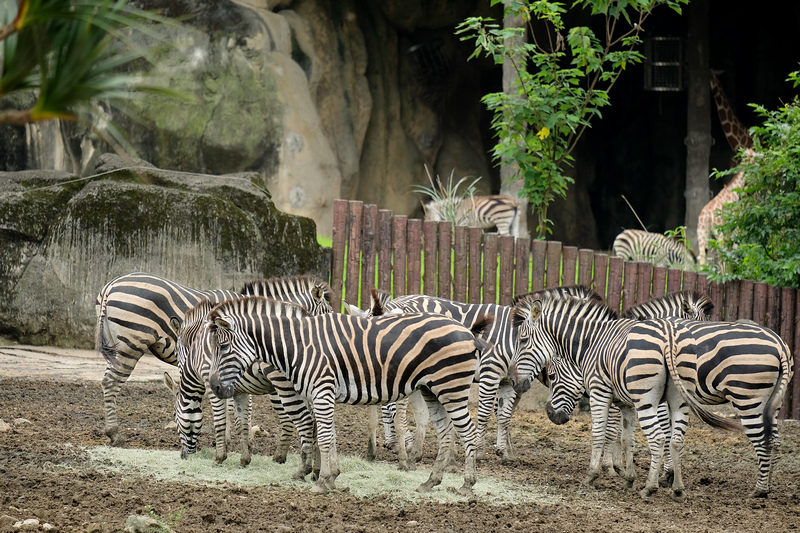 【台北市立動物園】木柵動物園：超萌企鵝熊貓無尾熊！門票停車＆