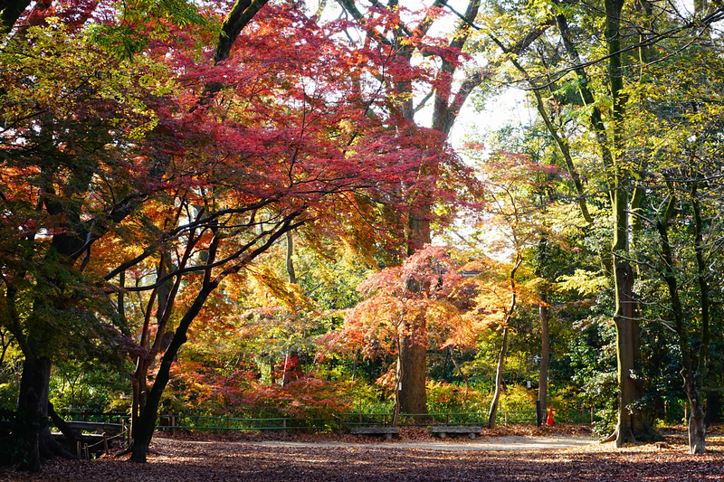 【京都】下鴨神社：最古老神社之一！蕾絲御守超酷，求姻緣變美必