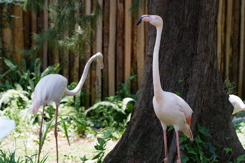 【新竹市立動物園】超美文青風動物園！門票交通美食＆附近景點一