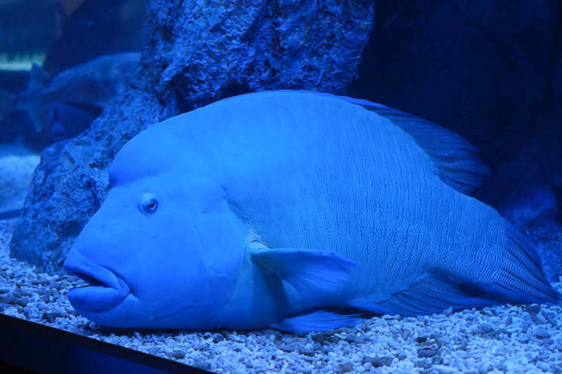 【東京】墨田水族館：晴空塔內超萌企鵝水母！門票優惠＆必看重點