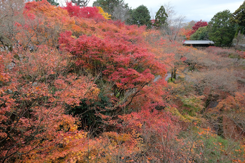 【京都賞楓景點】東福寺：楓葉之王美譽！通天橋紅葉火海般超吸睛