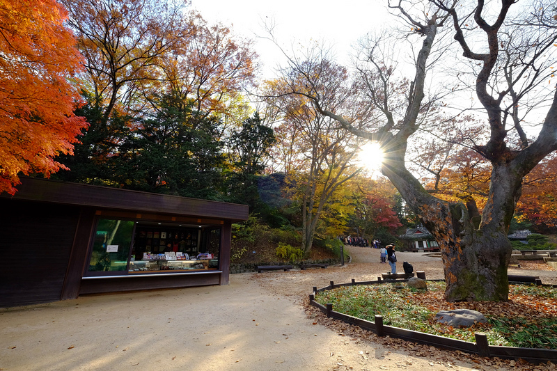 【韓國首爾】昌德宮秘苑預約＆門票韓服，紅葉漫天皇族後花園爆炸