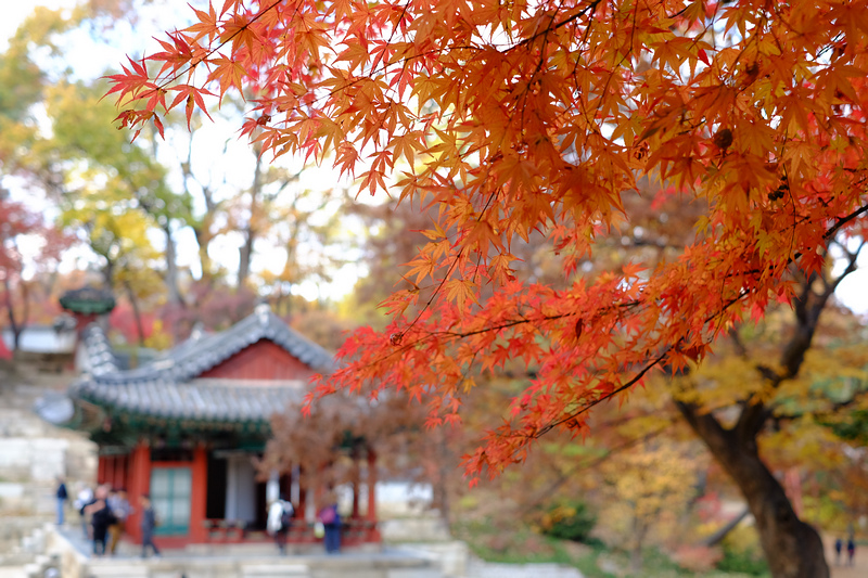 【韓國首爾】昌德宮秘苑預約＆門票韓服，紅葉漫天皇族後花園爆炸