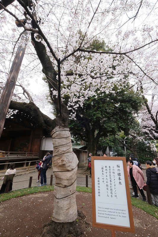 【東京】靖國神社：櫻花標準木在此！賞櫻花況指南樹，參拜爭議之