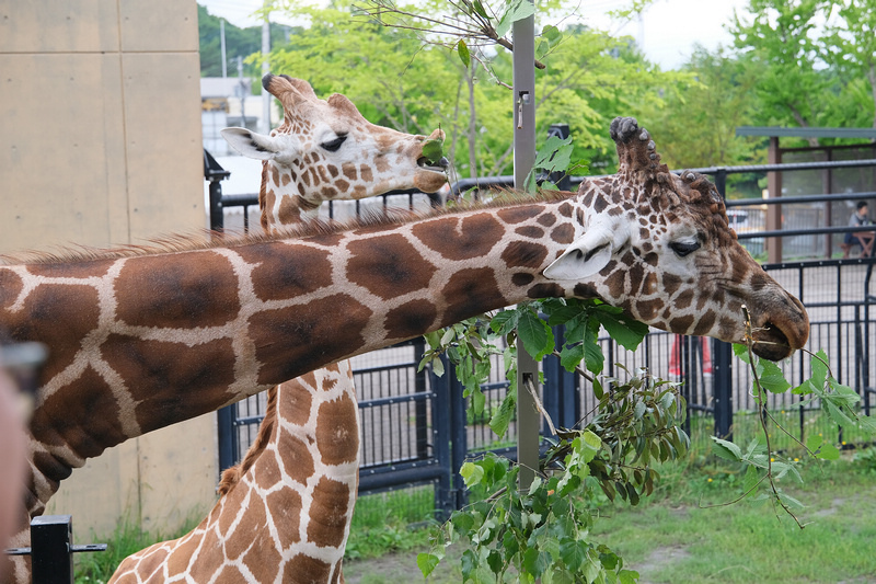 【北海道】旭山動物園：超夯企鵝散步＆北極熊游泳必看，含門票交