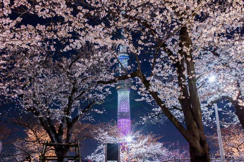 【東京】隅田川＆隅田公園櫻花：遊船夜景超浪漫＆花火大會也是必