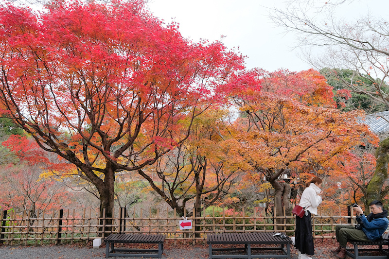 【京都賞楓景點】東福寺：楓葉之王美譽！通天橋紅葉火海般超吸睛