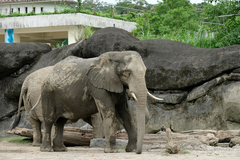 【台北市立動物園】木柵動物園：超萌企鵝熊貓無尾熊！門票停車＆