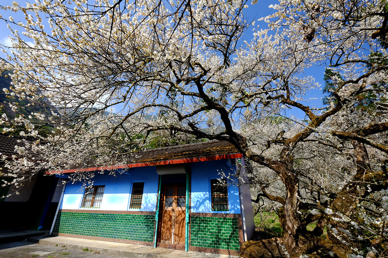 ［南投信義］：踏雪尋梅美呆了☆柳家梅園農場