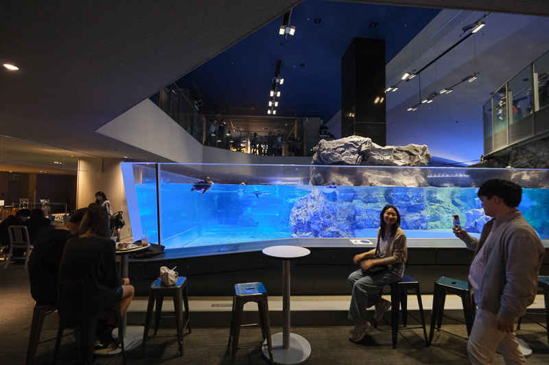 【東京】墨田水族館：晴空塔內超萌企鵝水母！門票優惠＆必看重點