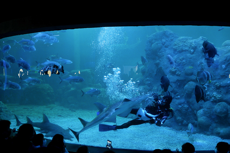 【澎湖】澎湖水族館：餵食秀超精彩！門票優惠＆海星觸摸池親子必