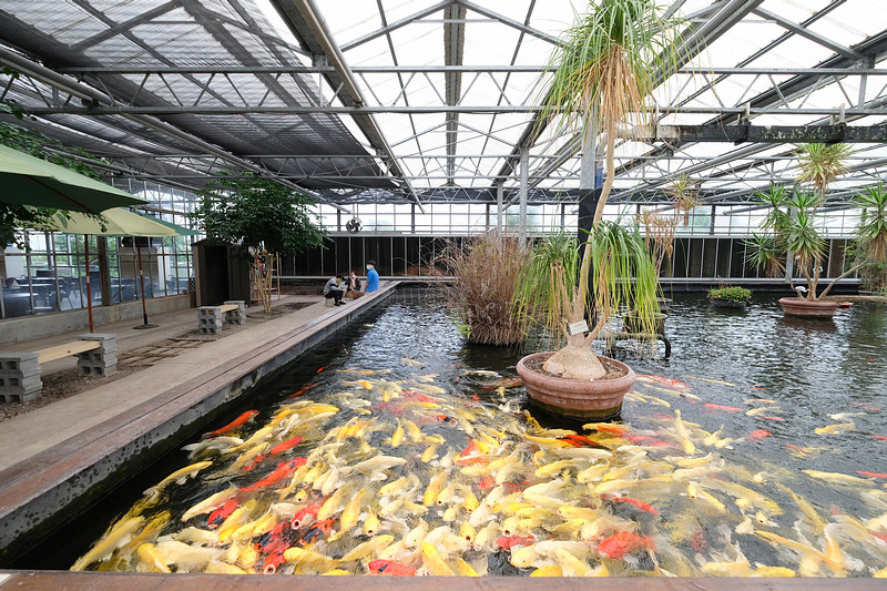 【宜蘭】金車礁溪蘭花園：不只能賞花！和水豚、狐獴、貓咪親密接