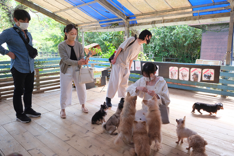 【沖繩】名護自然動植物公園：零距離接觸動物！鐵道火車和飛禽表