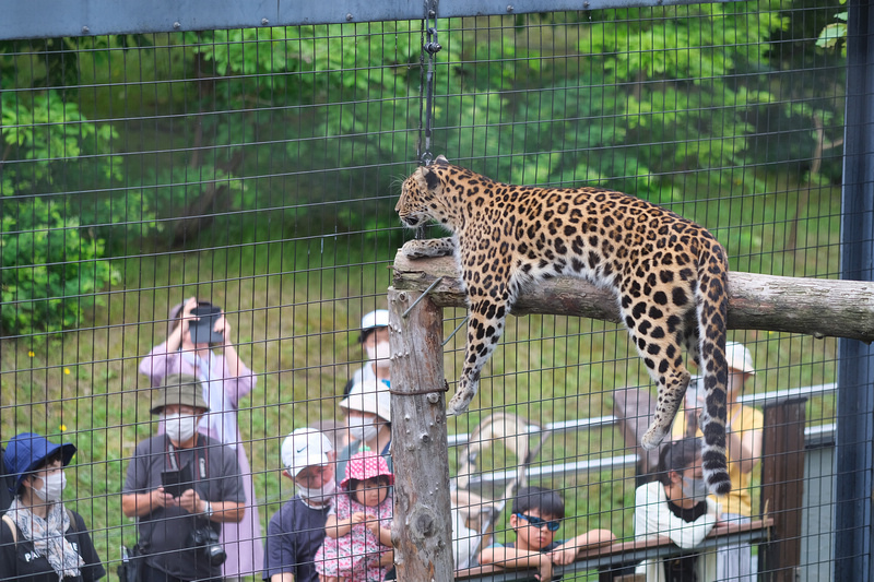 【北海道】旭山動物園：超夯企鵝散步＆北極熊游泳必看，含門票交