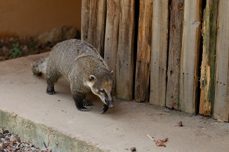 【新竹市立動物園】超美文青風動物園！門票交通美食＆附近景點一