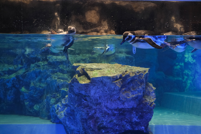 【東京】墨田水族館：晴空塔內超萌企鵝水母！門票優惠＆必看重點