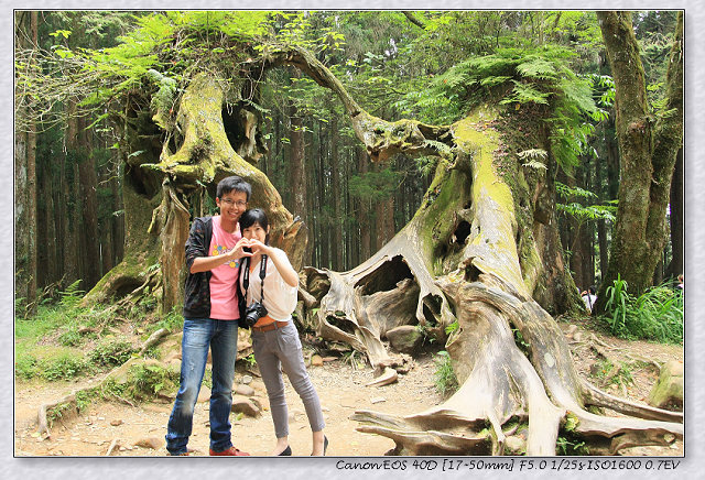 ［竹崎鄉］：看神木千變萬化☆阿里山國家森林