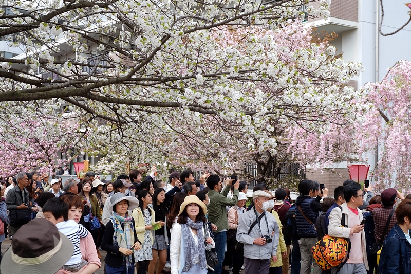 【大阪櫻花】大阪造幣局博物館：1年限定7天，百種粉嫩櫻花大怒