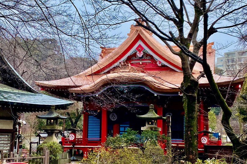 【東京吉祥寺】井之頭恩賜公園：看櫻花、野餐踩天鵝船，楓葉也很