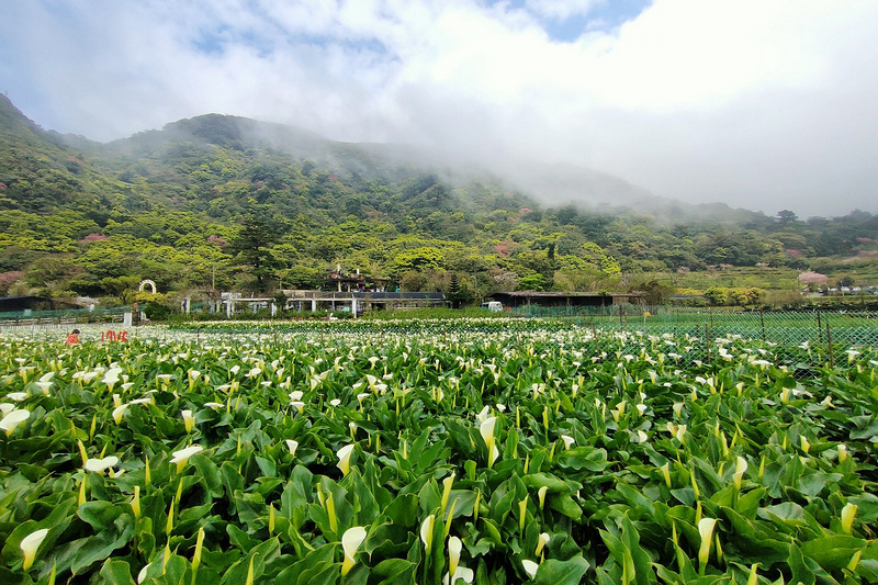 財福海芋田.jpg